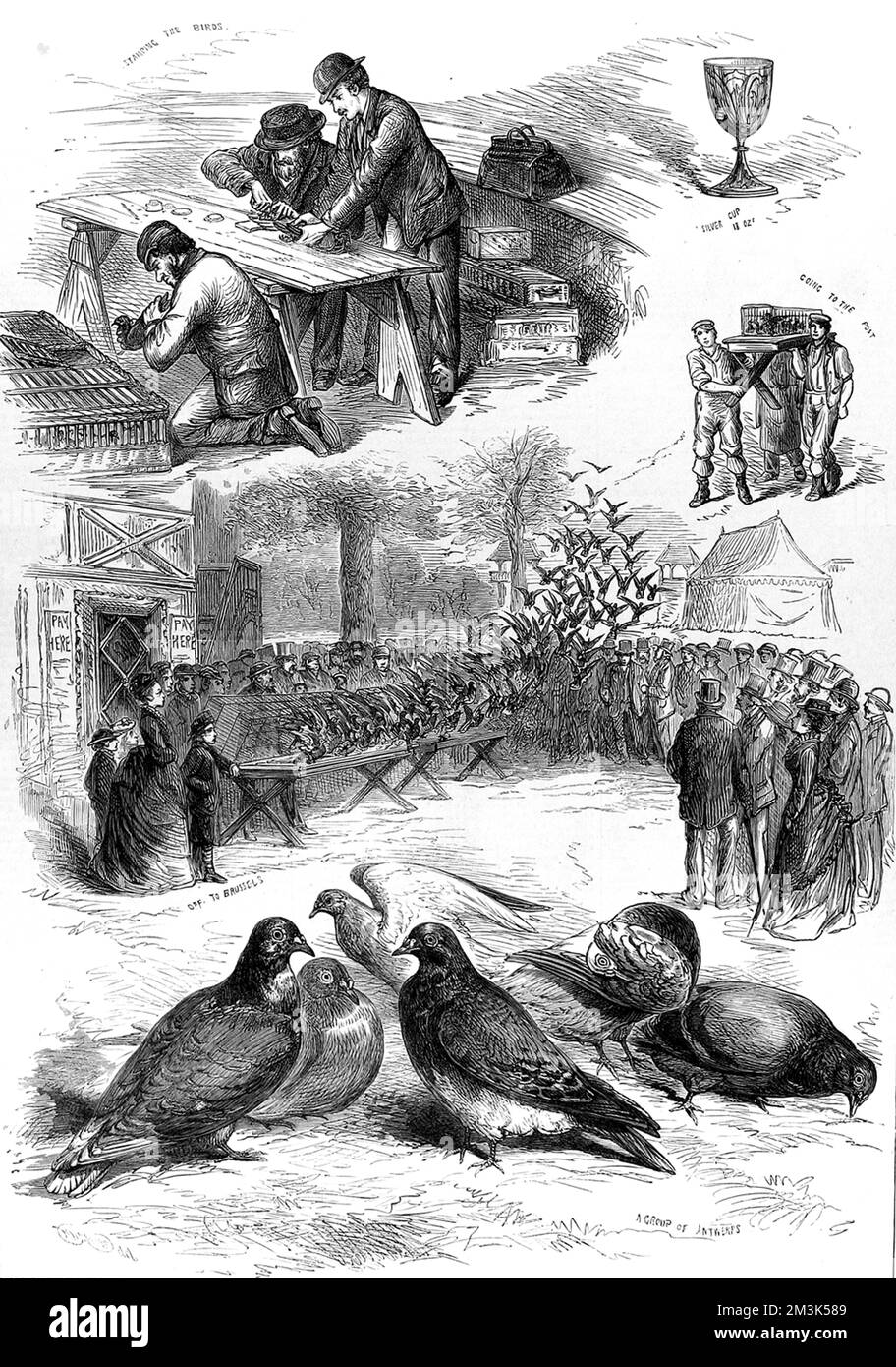 Concours de pigeons homing à l'Alexandra Palace, 1875 Banque D'Images Concours de pigeons homing à l'Alexandra Palace, 1875 Banque D'Images