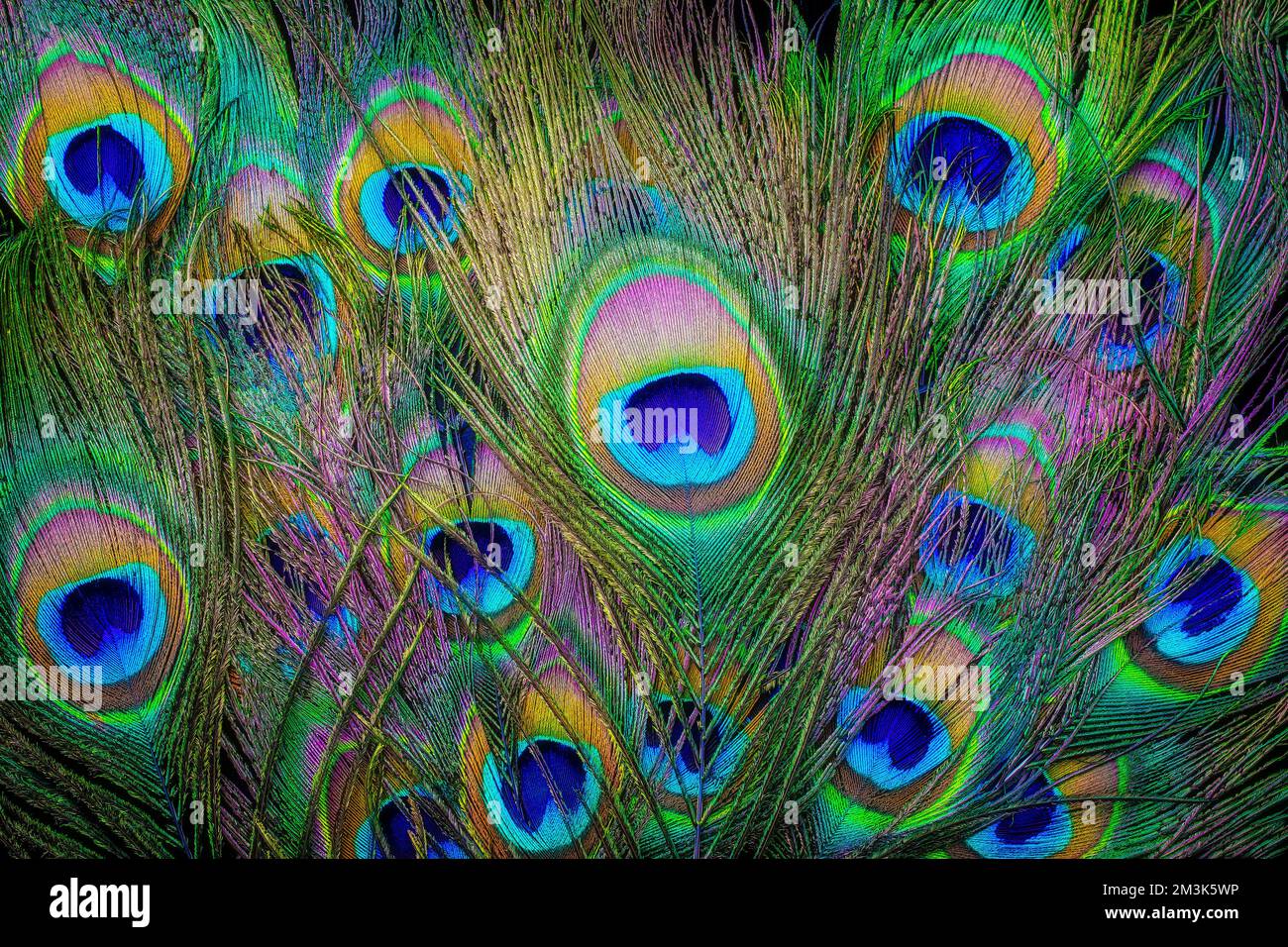 Lot De 100 Plumes Pour Flèches Battle Plastique Avalon