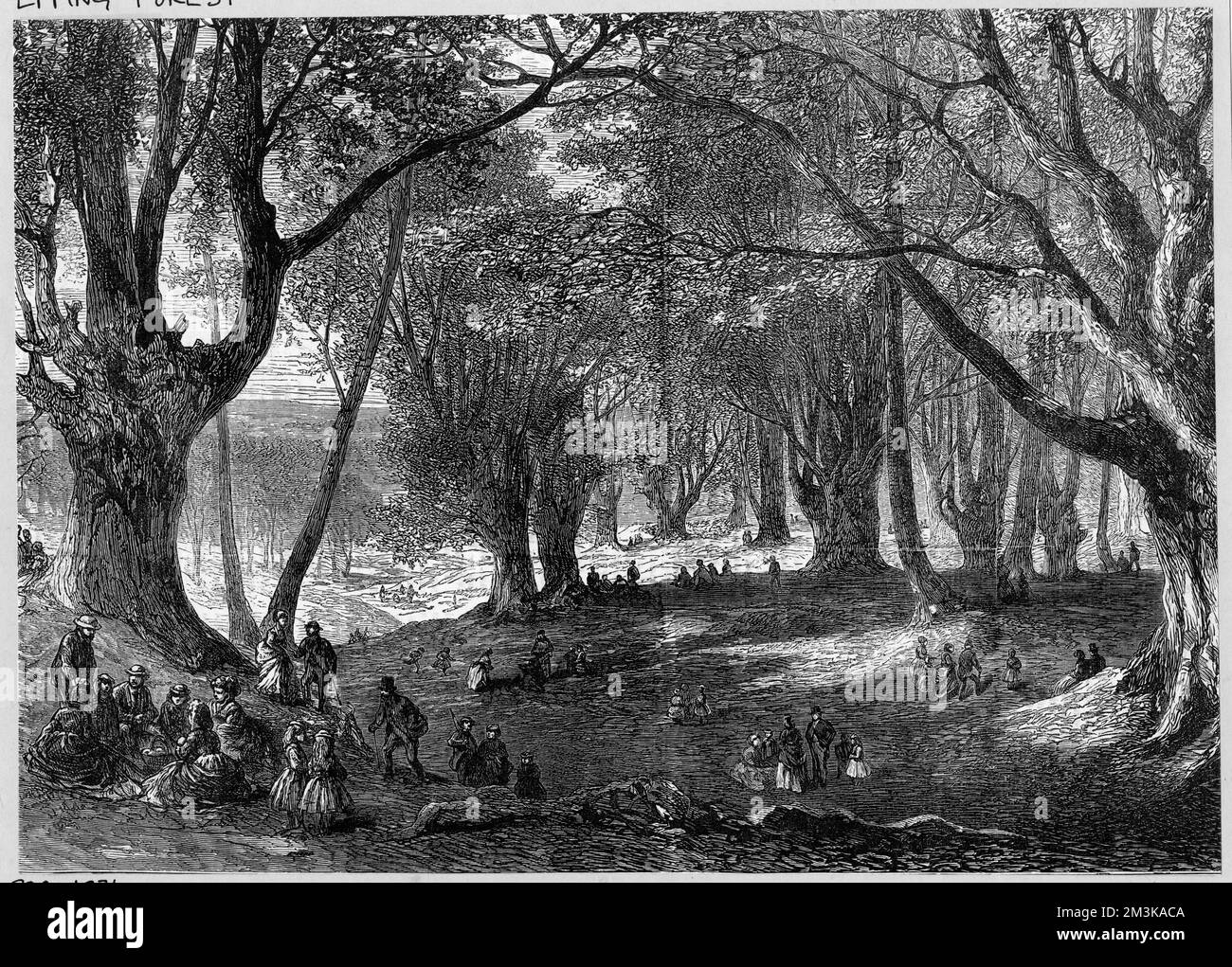 Certains des arbres qui composent la forêt d'Epping, Essex, une destination préférée des Londoniens de vacances. Date: 1871 Banque D'Images