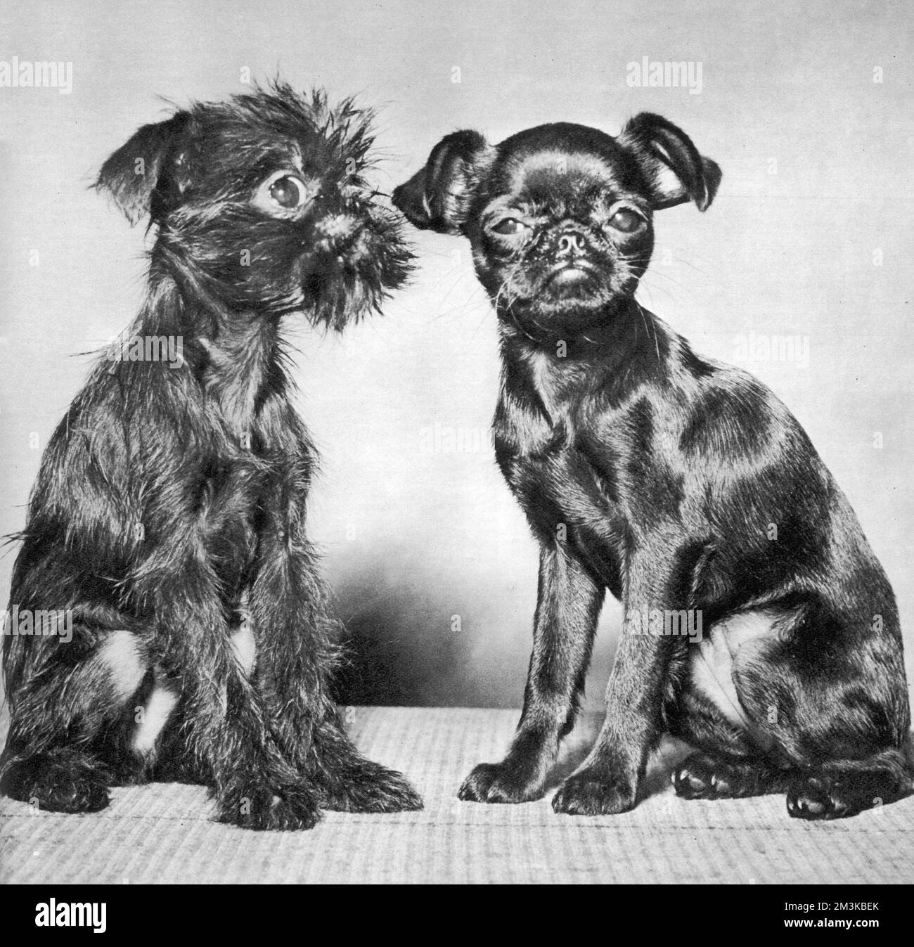 Le meilleur ami de l'homme Banque D'Images