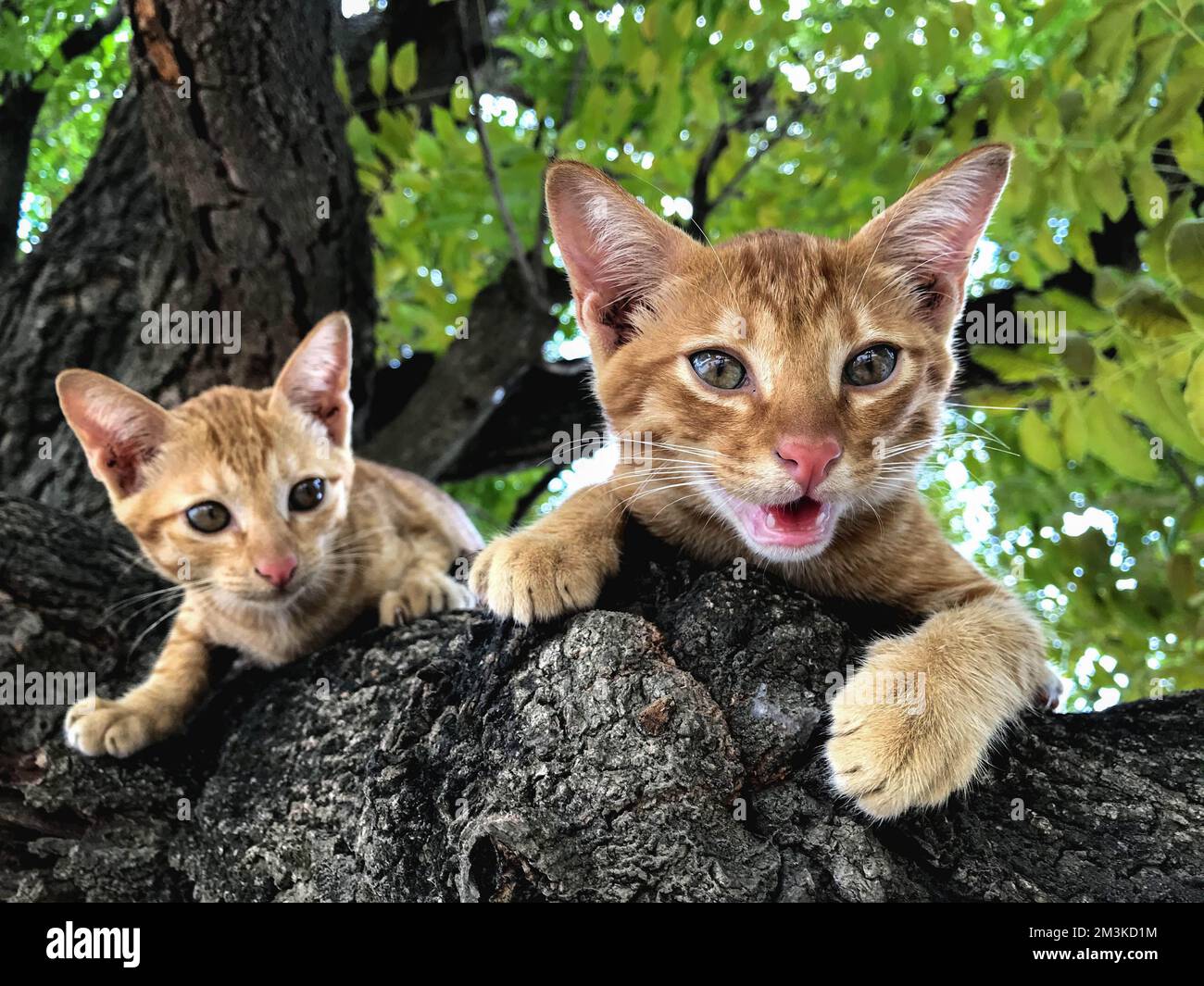Un chat orange perché sur une branche Banque D'Images