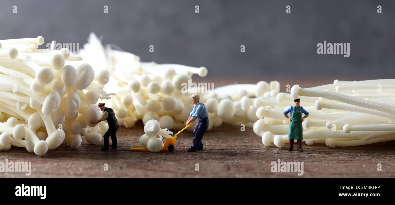 Les champignons enoki et les personnes miniatures. Concept de la récolte et du commerce des produits agricoles. Banque D'Images