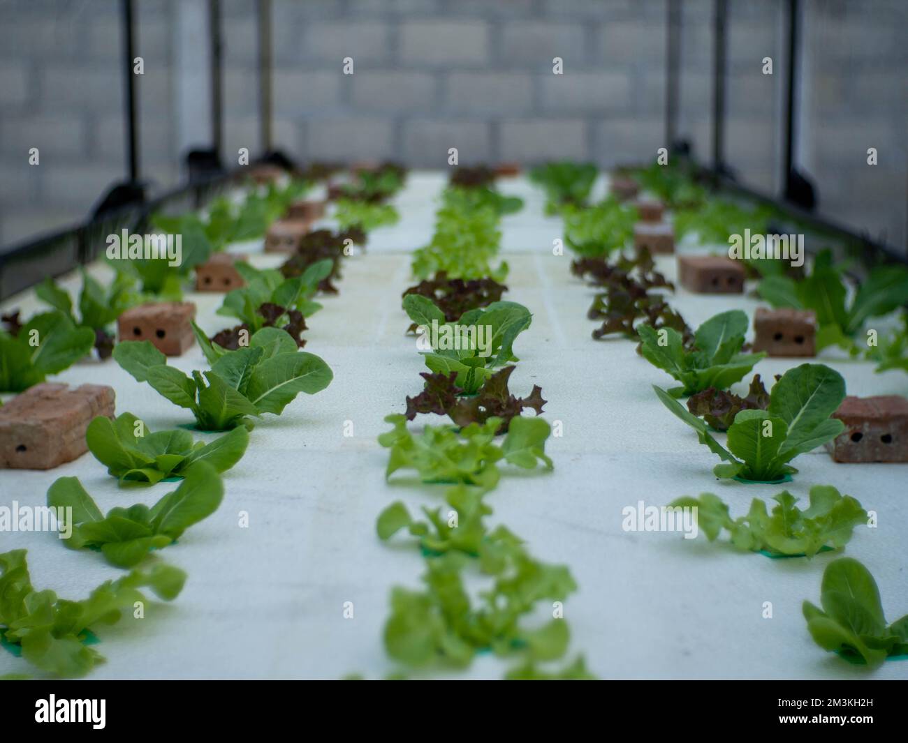 Légumes biologiques de différentes tailles Banque D'Images