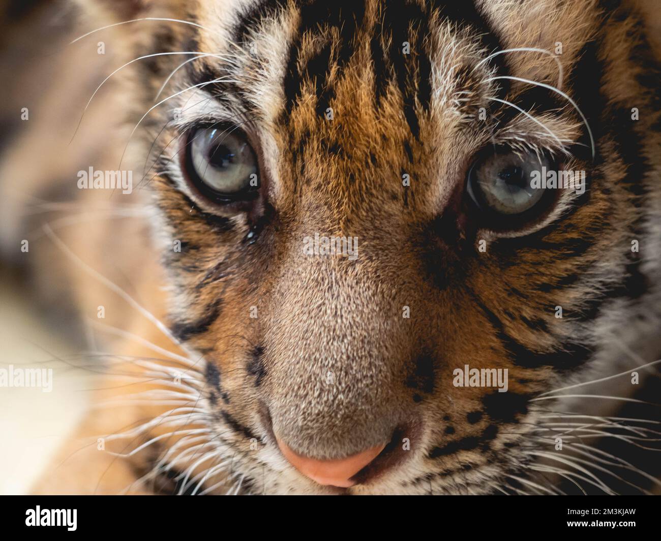 Little Tiger à Tiger Park province de Chonburi, Thaïlande Banque D'Images