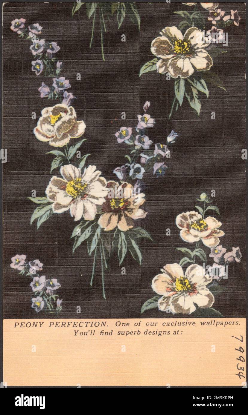 La perfection de pivoine. Un de nos fonds d'écran exclusifs, Peonies, Fonds d'écran, Collection de frères Tichnor, cartes postales des États-Unis Banque D'Images
