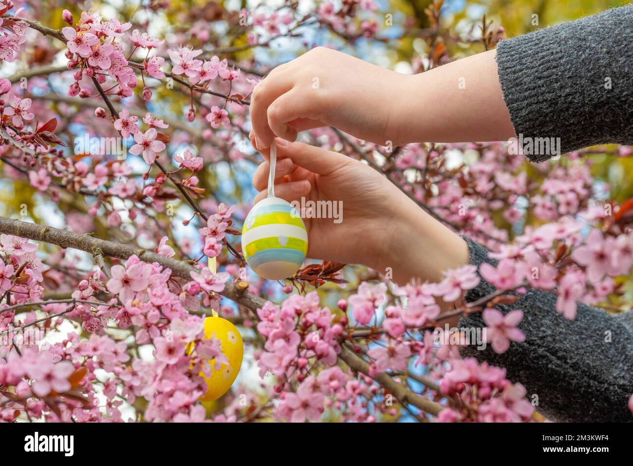 Tradition de Pâques. Les enfants pendent des œufs décoratifs jaunes sur des branches roses.décorations de Pâques dans le jardin. Vacances religieuses de printemps.Christian et Banque D'Images