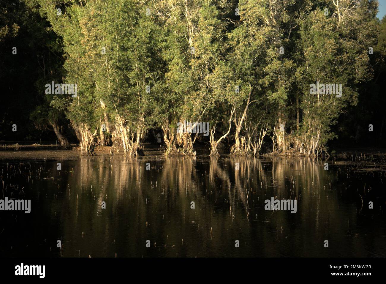 Cajuput arbres sur le lac Peto, une zone humide avec une profondeur moyenne de 1 mètres situé dans le village de Maubesi, île de Rote, une île sèche administrativement dans la région de Rote Ndao regency dans la province orientale de Nusa Tenggara en Indonésie. Les zones humides, ainsi que les tourbières et les marais salants, ne couvrent que 1 pour cent de la surface de la Terre, mais elles stockent 20 pour cent du carbone de notre écosystème, selon une recherche publiée sur la Science, comme l'a cité EOS, une publication scientifique de l'AGU (Advancing Earth and Space Science), dans un article de juin 2022. La restauration des zones humides est un puissant outil supplémentaire pour lutter contre le changement climatique, Banque D'Images