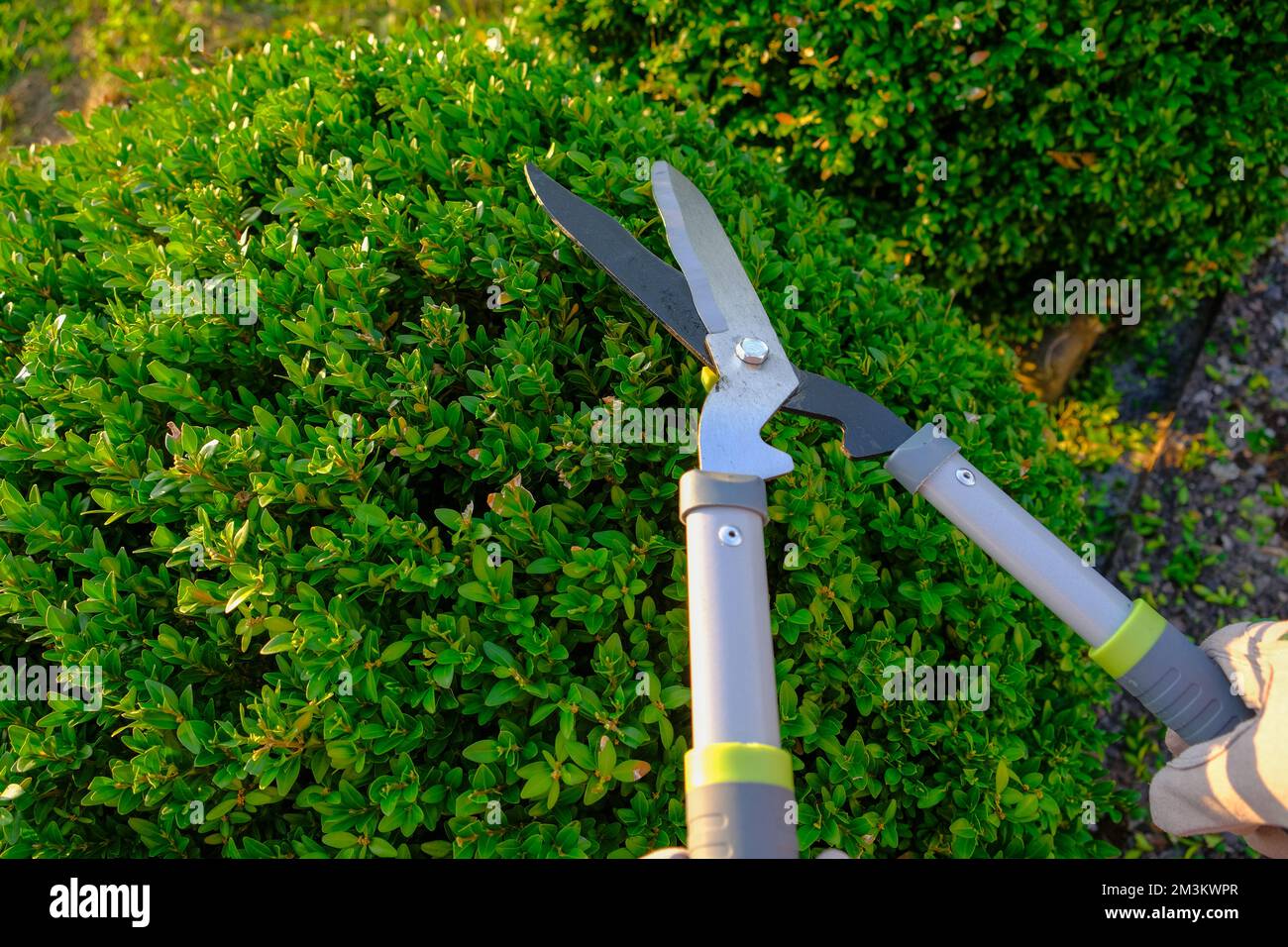 Cisaillement des plantes dans le jardin.outil pour la formation des plantes concept. Élagage topiaire.cisailles de jardin dans les mains mâles coupant un buis Banque D'Images