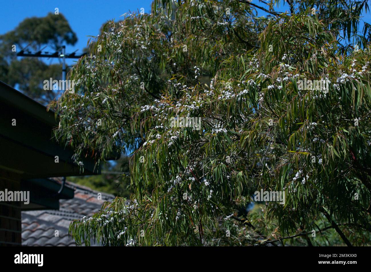 Cet arbre est à l'extérieur de mon appartement à Ringwood, Victoria, Australie. Jamais été capable de l'identifier, jusqu'à ce que je-naturaliste l'ait identifié comme Willow Myrtle. Banque D'Images