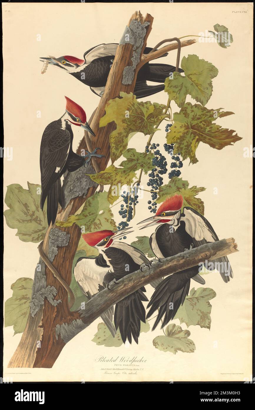 Pic pilé : Picus pileatus, Linn. Homme adulte, 1. Femme adulte, 2. Jeunes hommes, 3, 4. Raisin de raton laveur. Vitis æstivalis. c.1 v.2 planche 111 , pic, vigne, pic à pépins. The Birds of America- tiré des dessins originaux de John James Audubon Banque D'Images