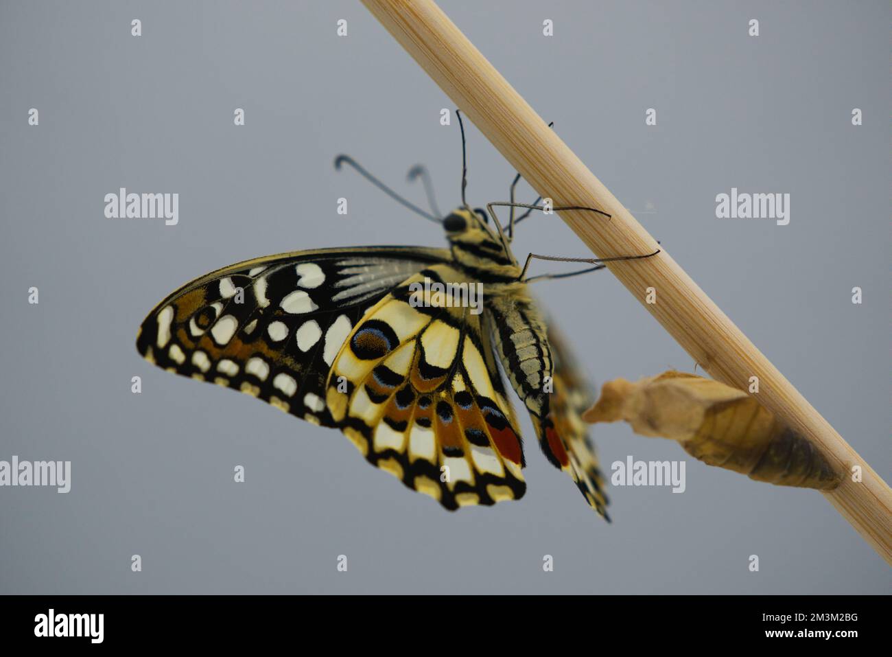 Papilio demolus, un papillon né d'une métamorphose de la chrysalide. Papilio demolus est un papillon à chaux commun et un butter à queue jaune répandu Banque D'Images