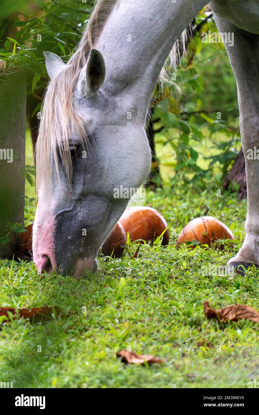 chevaux tropicaux Banque D'Images