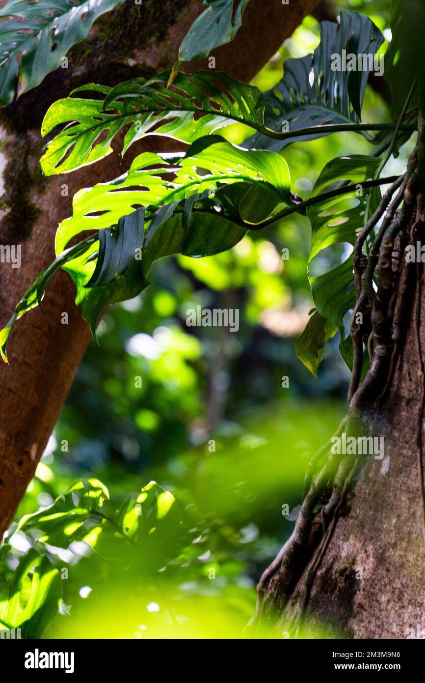 Jungle costaricaine Banque D'Images