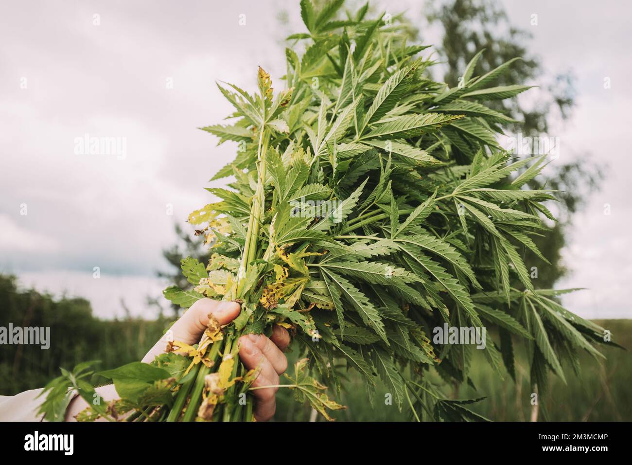 Homme tenant Heap Bunch légal Green marijuana Cannabis Sprout dans ses mains. Cannabis belle plante de cannabis à la marijuana. Gros plan Banque D'Images