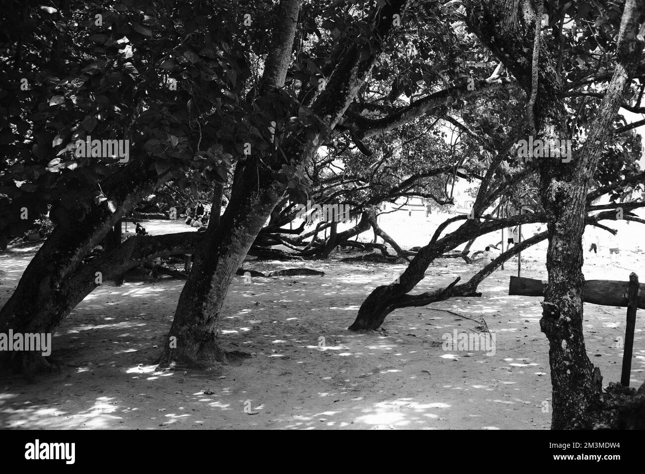 Photo en noir et blanc, photo monochrome d'une mangrove sur la côte de Pangandaran - Indonésie Banque D'Images