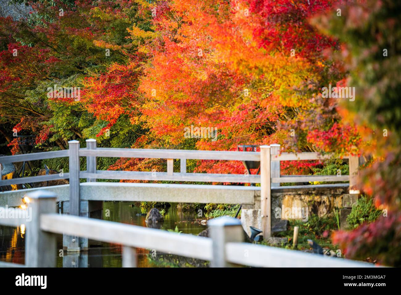 Nabana no Sato Illumination 2022 Banque D'Images