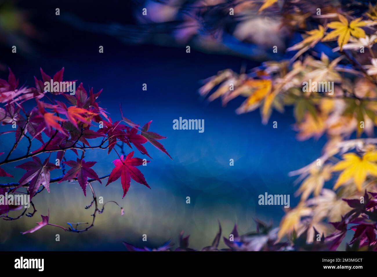 Nabana no Sato Illumination 2022 Banque D'Images