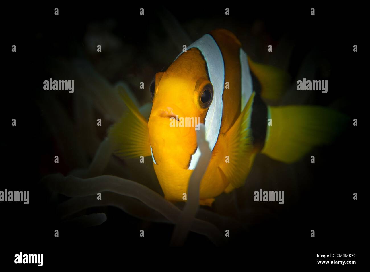 Clarks Anemonefish natation au-dessus d'un récif de corail sain - Banque D'Images