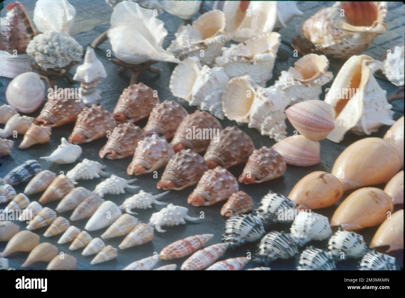Les coquilles de mollusques marins qui sont familières aux membres de la plage et qui sont donc les plus susceptibles d'être appelées « coquillages » sont les coquilles d'espèces marines de bivalves (ou palourdes), de gastéropodes (ou escargots), de scaphodes (ou coquilles de tusk), de polyplacophorans (ou chitons) et de céphalopodes (comme nautilus et spirula). Banque D'Images
