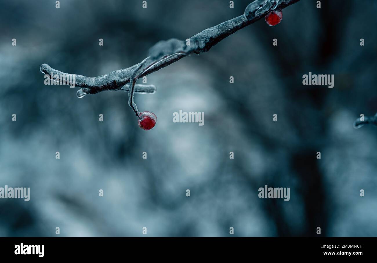 Pluie verglaçante hiver. Glaces sur la branche formée par la pluie verglaçante. Gros plan des glaçons suspendus de la branche recouverte de glace de la tempête de verglas d'hiver. Hiver glacé Banque D'Images