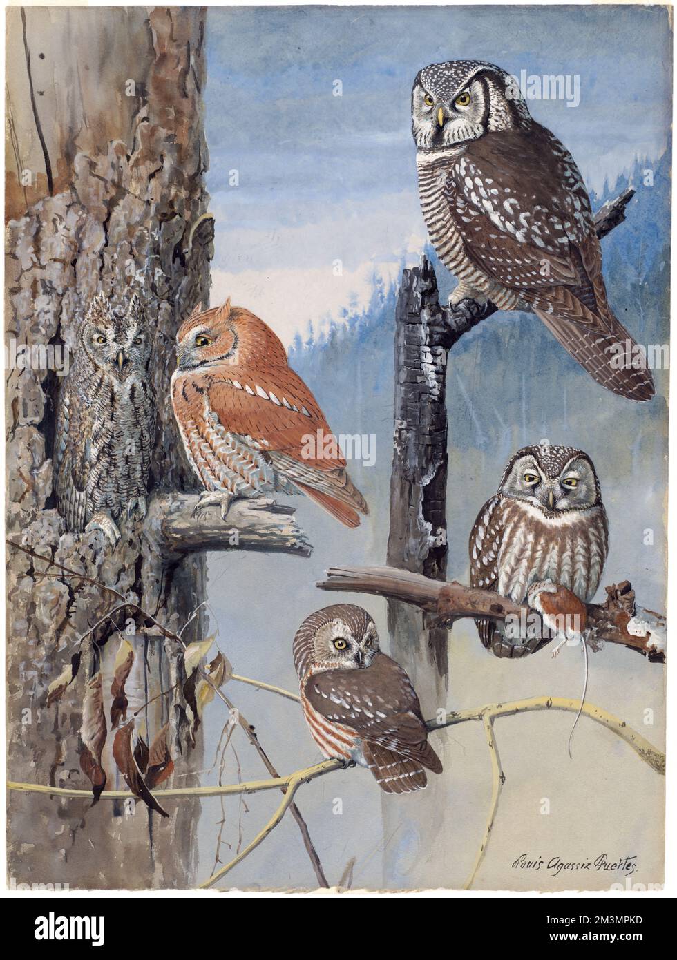 Planche 47 : Chevêche, Chevêche Schreech, Chevêche Richardson, Chevêche à scie, Chevêche à faucon, Hiboux de la Table, Aegolius funereus, hibou de la scie Banque D'Images