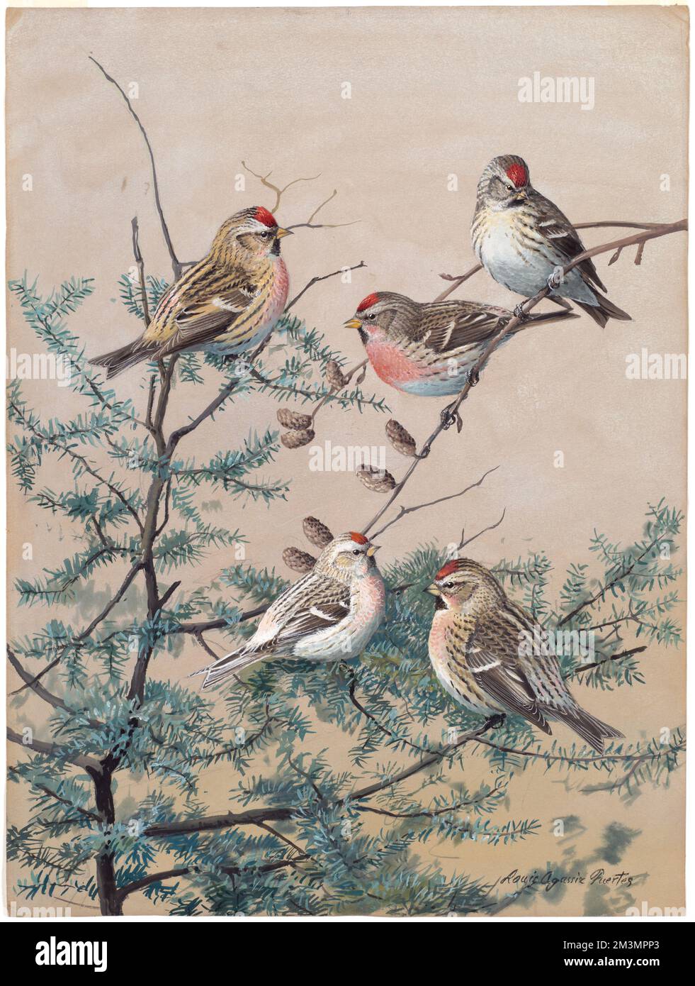 Planche 65: Le Redpoll de Holbol, Redpoll, le Redpoll de Hoary, le Grand Redpoll , Banque D'Images