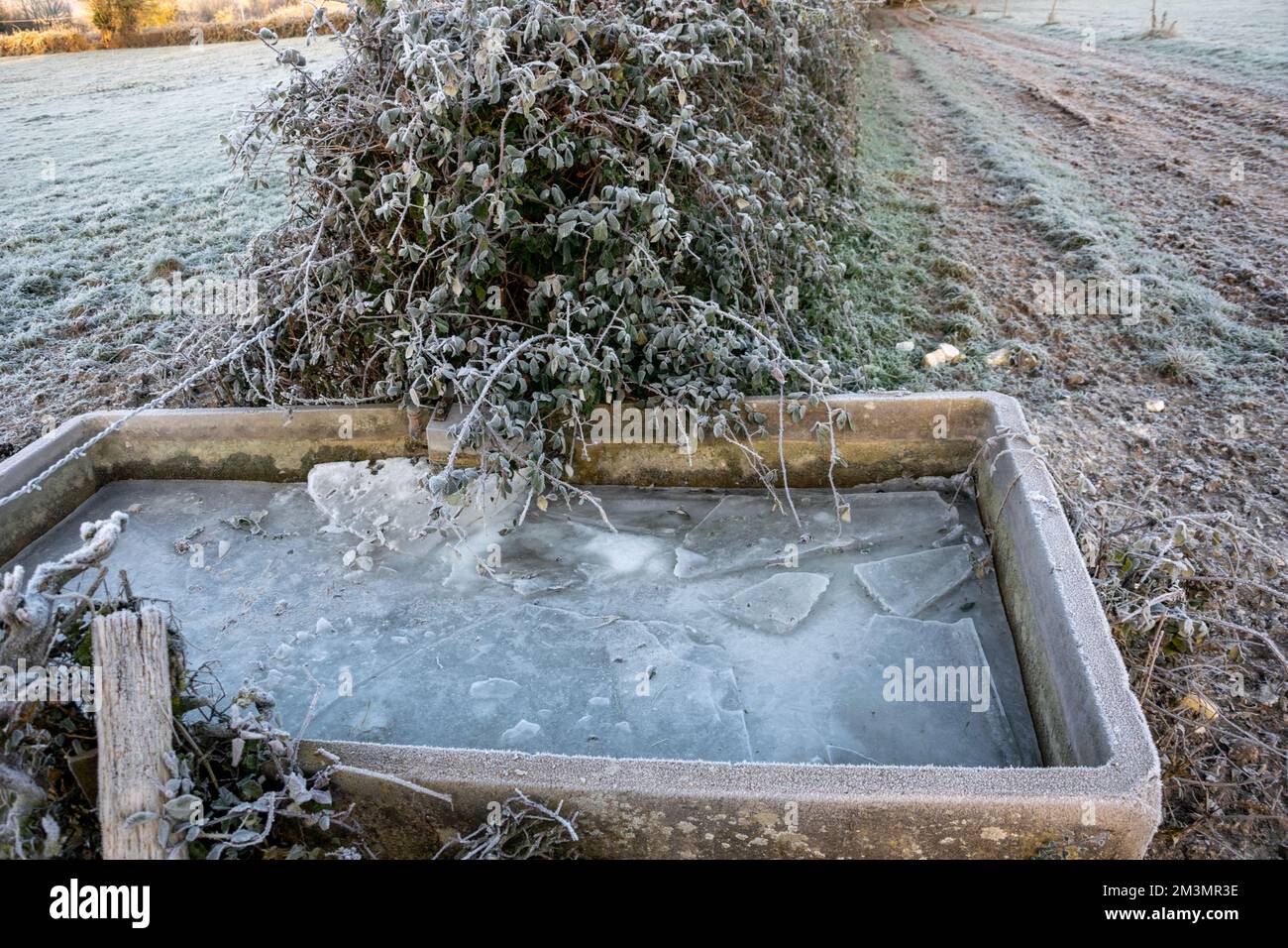 Hiver matin bassin d'eau gelée en Normandie, France Banque D'Images