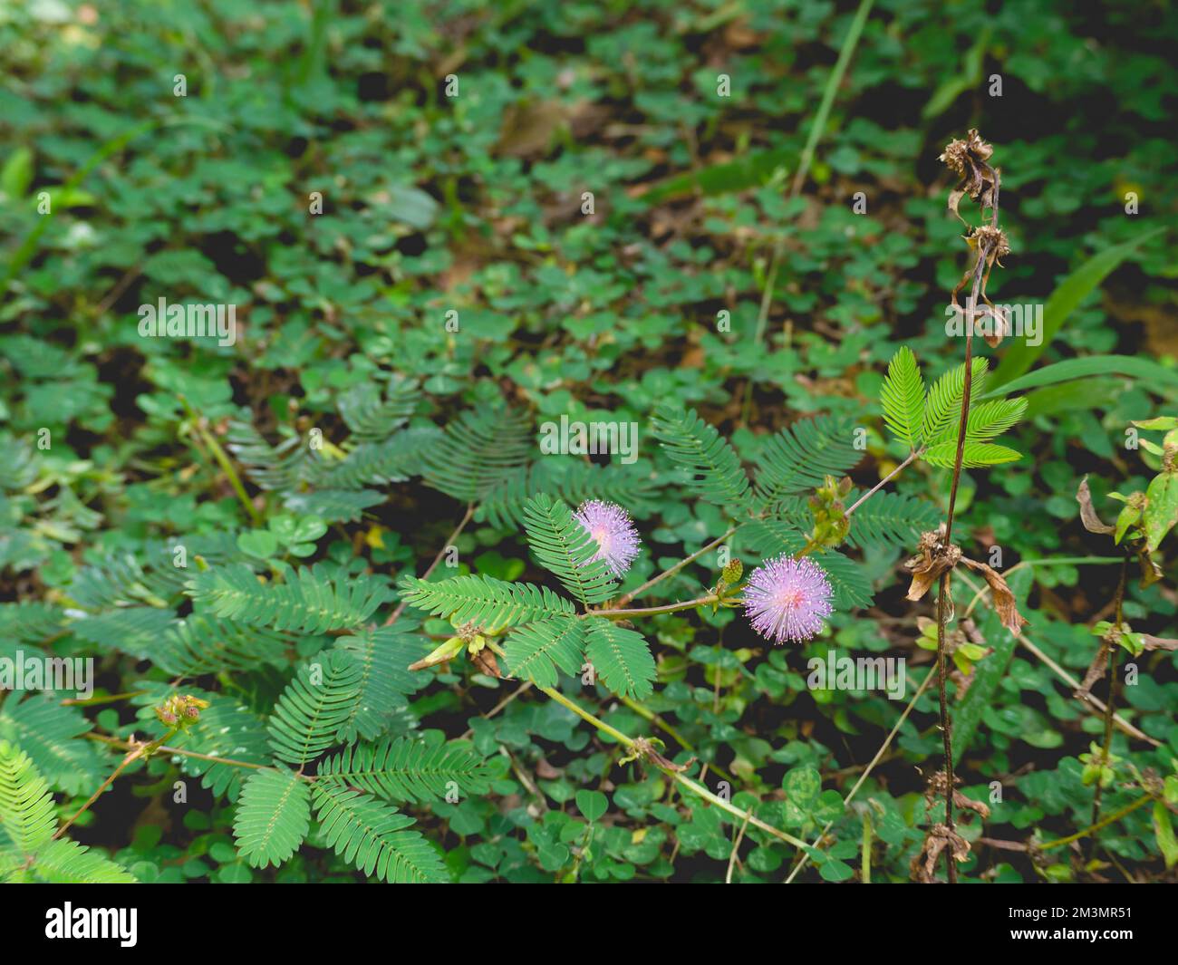 Fleurs violettes avec feuilles et nature Banque D'Images