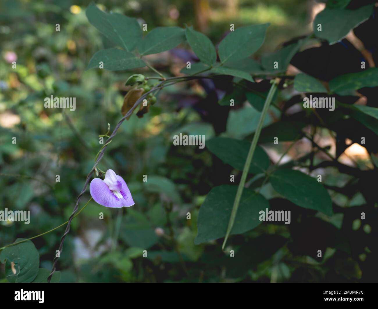 Fleurs violettes avec feuilles et nature Banque D'Images