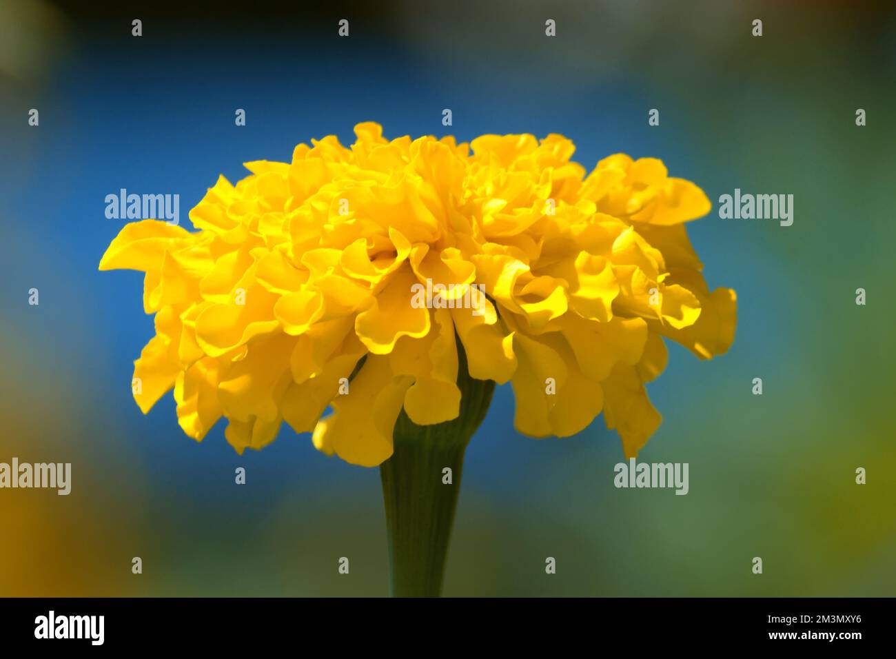 Tagetes erecta ou rose indienne.gros plan d'une fleur jaune Tagetes erecta. Banque D'Images