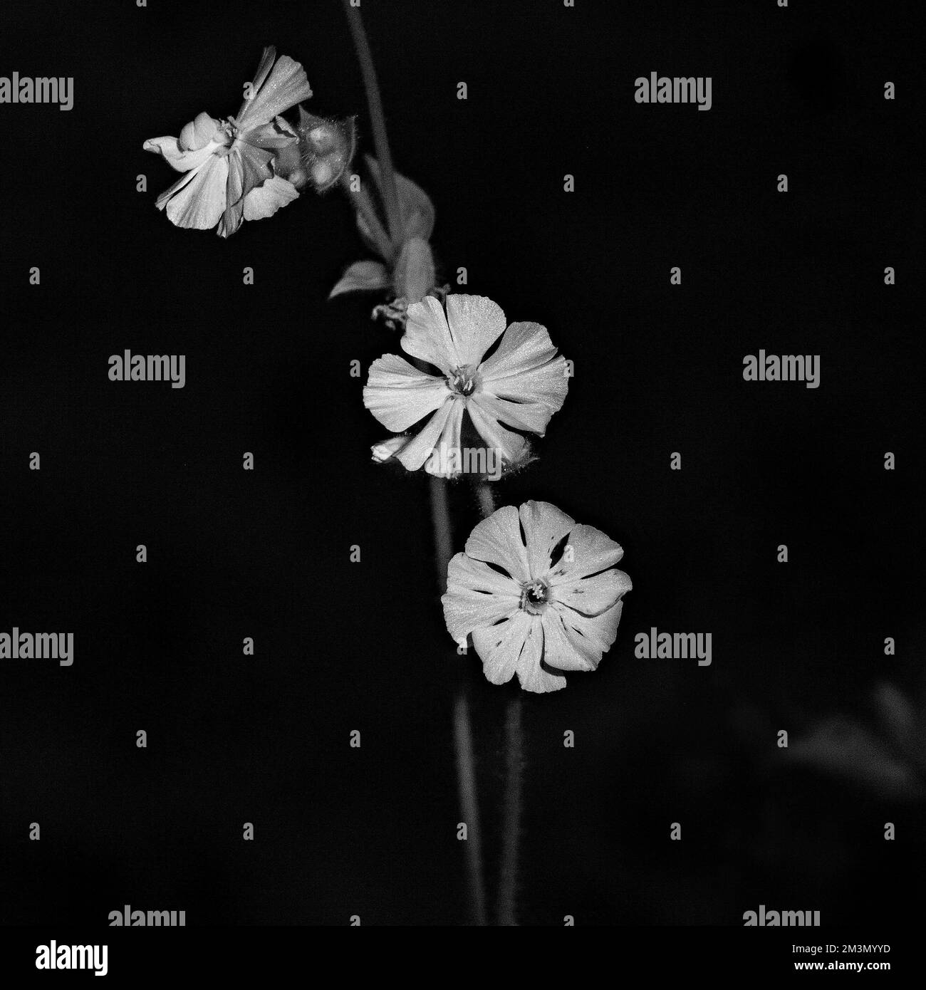 Photographie d'art en noir et blanc, une image de la nature en été dans les bois à Glynarthen West Wales UK Banque D'Images