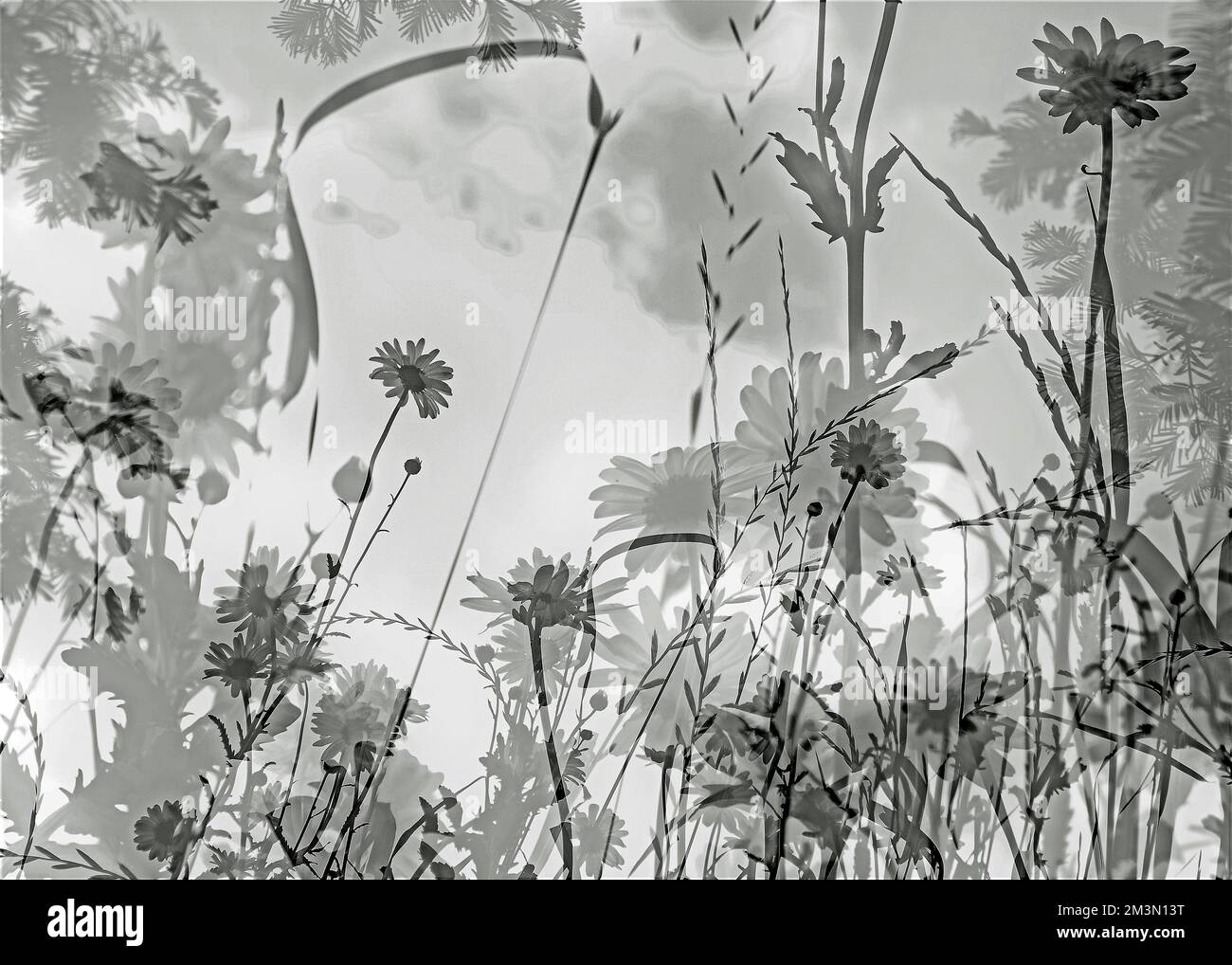 Photographie d'art semi-abstraite prise de fleurs sauvages et de la vie végétale en utilisant dans l'appareil photo de multiples expositions en noir et blanc, une image de la nature Banque D'Images