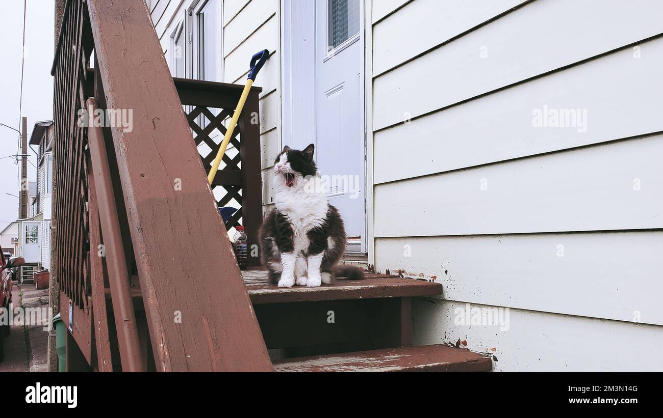 Un doux chat bicolore assis à la porte et bâillonné. Banque D'Images