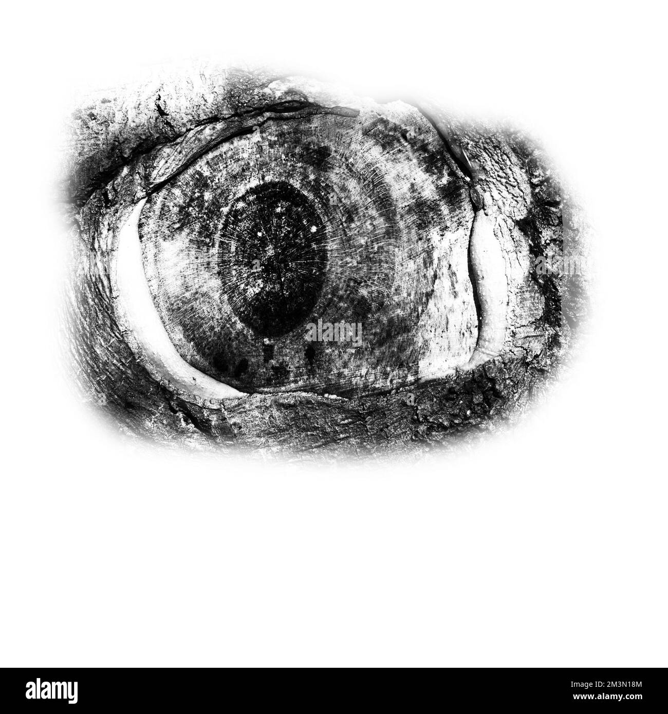 Images artistiques en noir et blanc de gros plan de détail naturel de l'arbre de Hêtre imperfection design Banque D'Images