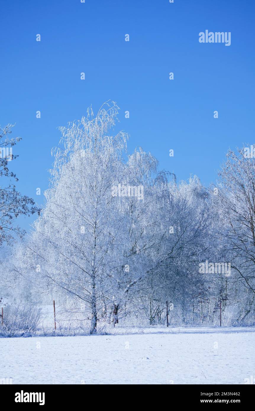 Paysage hivernal avec des bouleaux verglacés et enneigés sur un terrain enneigé. Paysage givré à l'heure de Noël. Banque D'Images