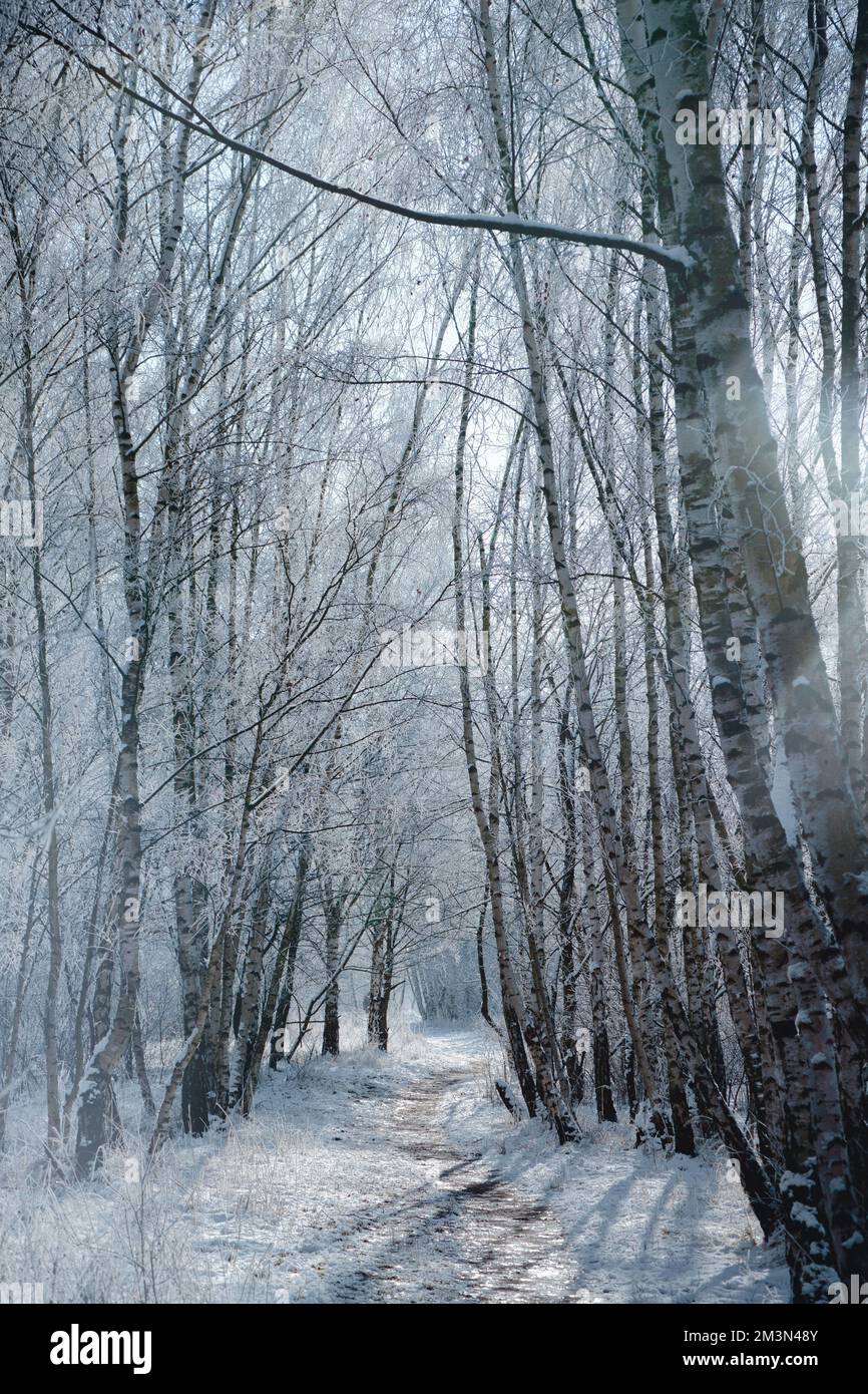 Forêt de bouleau enneigé à la périphérie de Berlin.Le gel forme des cristaux de glace sur les branches.De l'air clair et froid et des rayons du soleil lors de la marche. Banque D'Images