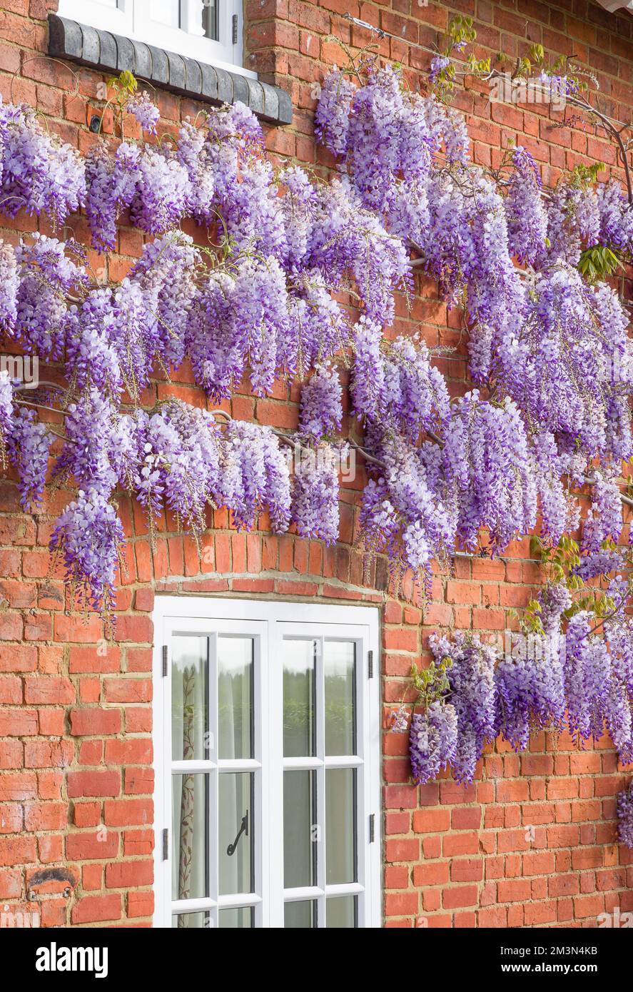 Plante de wisteria avec des fleurs ou des ratons laveurs poussant sur un mur de maison au printemps, Royaume-Uni. Banque D'Images