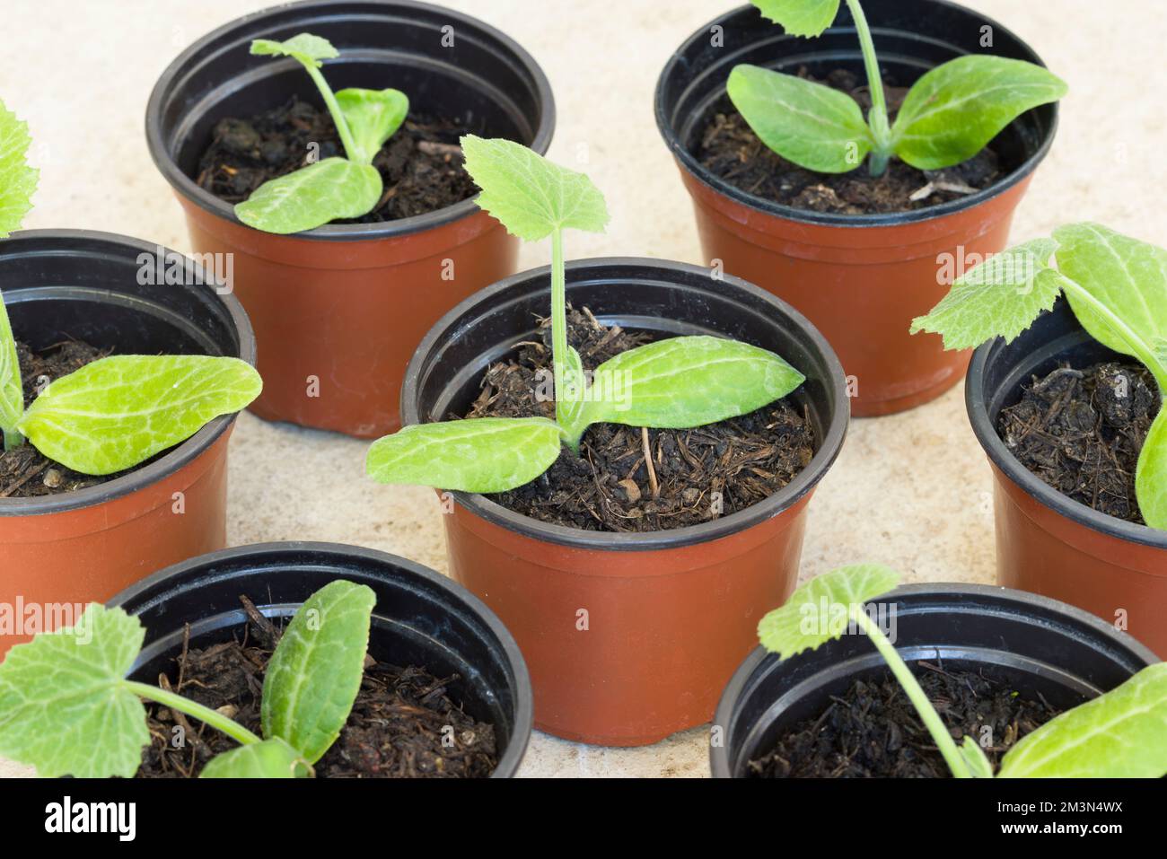 Jeunes plants de courgettes (courgettes) en pots. Culture de semis de légumes, Royaume-Uni Banque D'Images