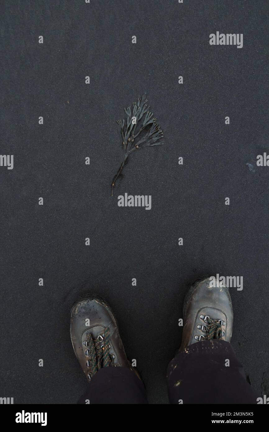 Gros plan sur la photo du concept d'algues Banque D'Images