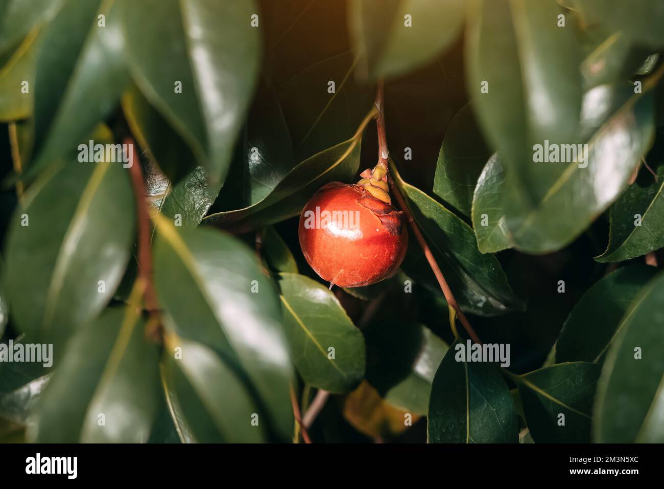 Feuilles d'arbre Camellia et fruits rouges mûrs se cachant dans le Bush. Récolte et herbes et concept de thé Banque D'Images
