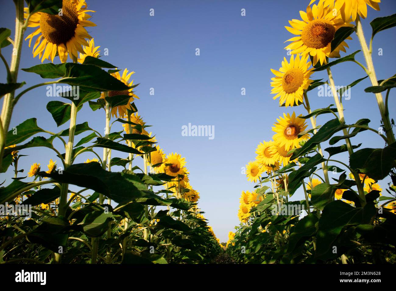 Documentation photographique avec un cliché de dessous d'un champ de tournesols en pleine floraison Banque D'Images
