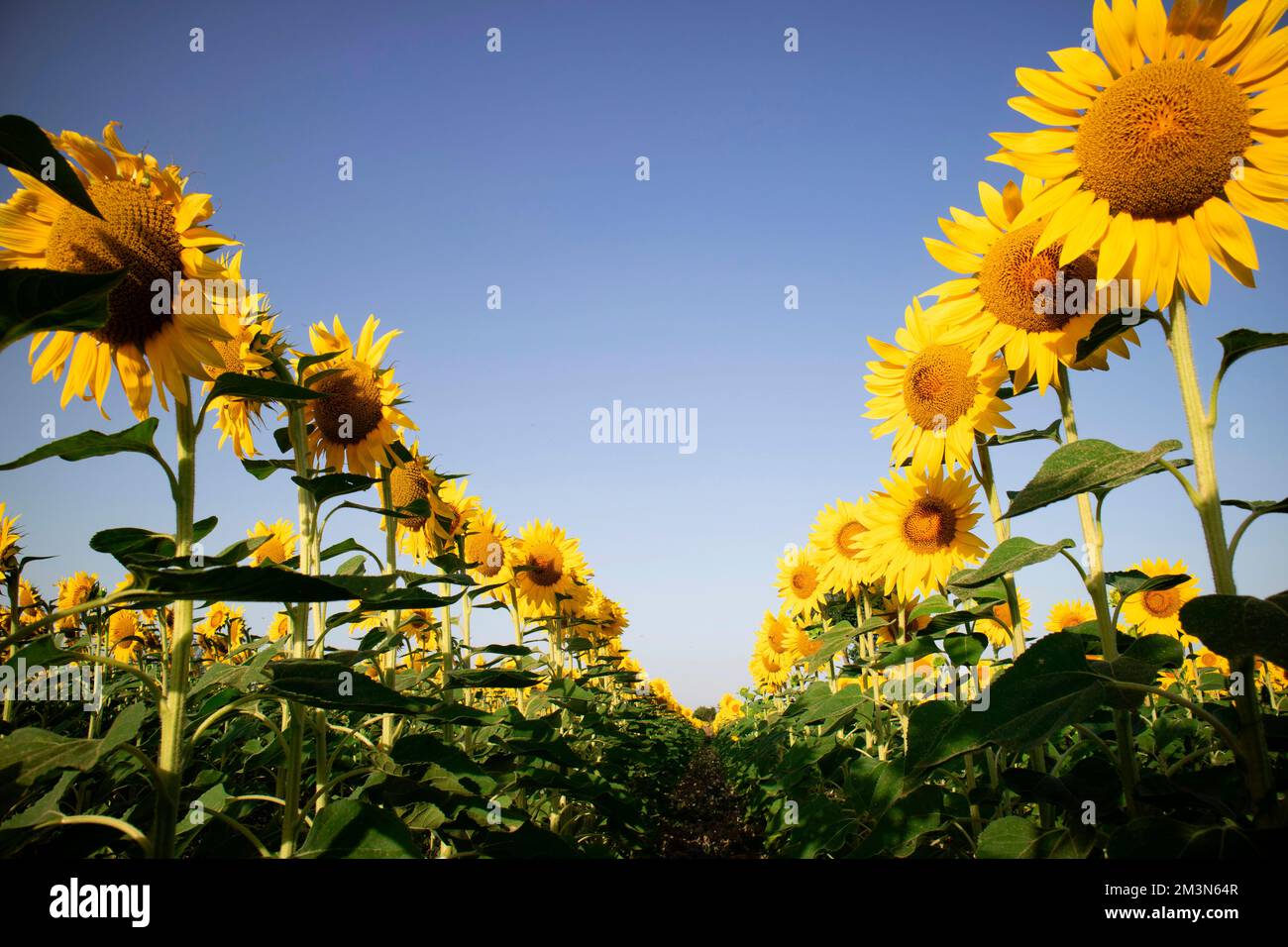 Documentation photographique avec un cliché de dessous d'un champ de tournesols en pleine floraison Banque D'Images