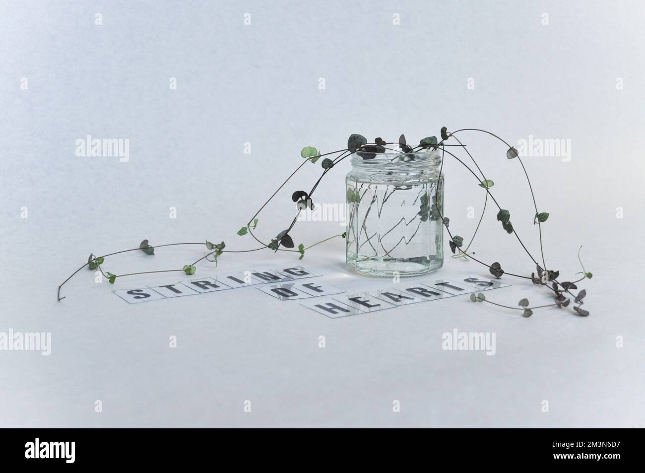 Chaîne de coeurs plante (ceropegia woodii) se propageant dans un pot d'eau comme un studio tourné avec le nom de la plante épetée dans le lettrage en plastique Banque D'Images