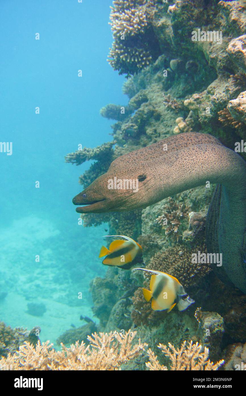 Une grande anguille moray avec de grandes dents acérées se cachant dans le récif de corail coloré dans la mer Rouge en Égypte. Plongée sous-marine photographie sous-marine Banque D'Images