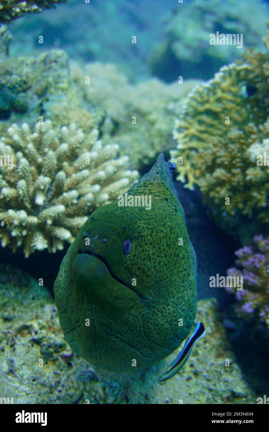 Une grande anguille moray avec de grandes dents acérées se cachant dans le récif de corail coloré dans la mer Rouge en Égypte. Plongée sous-marine photographie sous-marine Banque D'Images