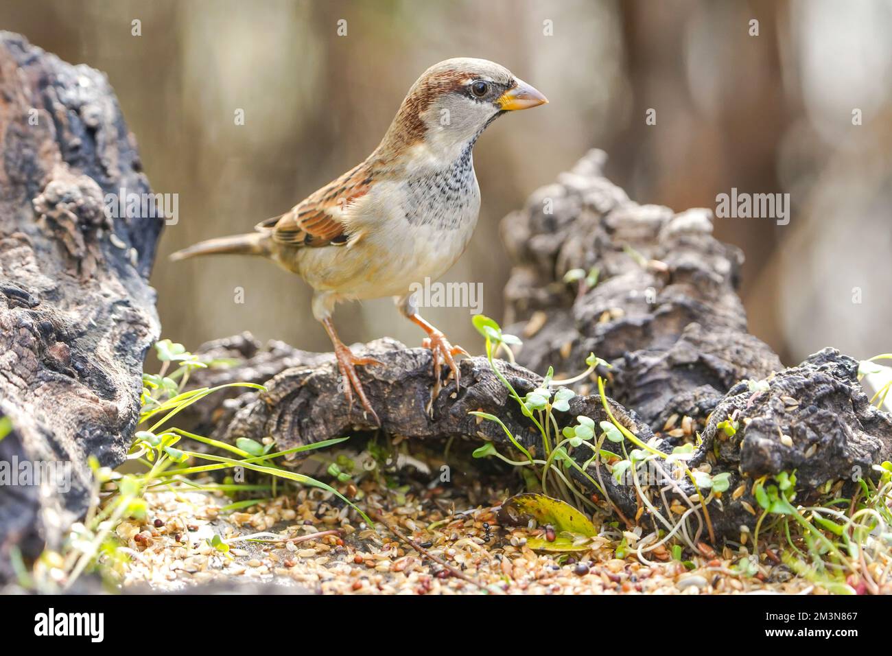 Maison parrow, Passer domesticus (jeune homme) à table d'alimentation, Espagne. Banque D'Images