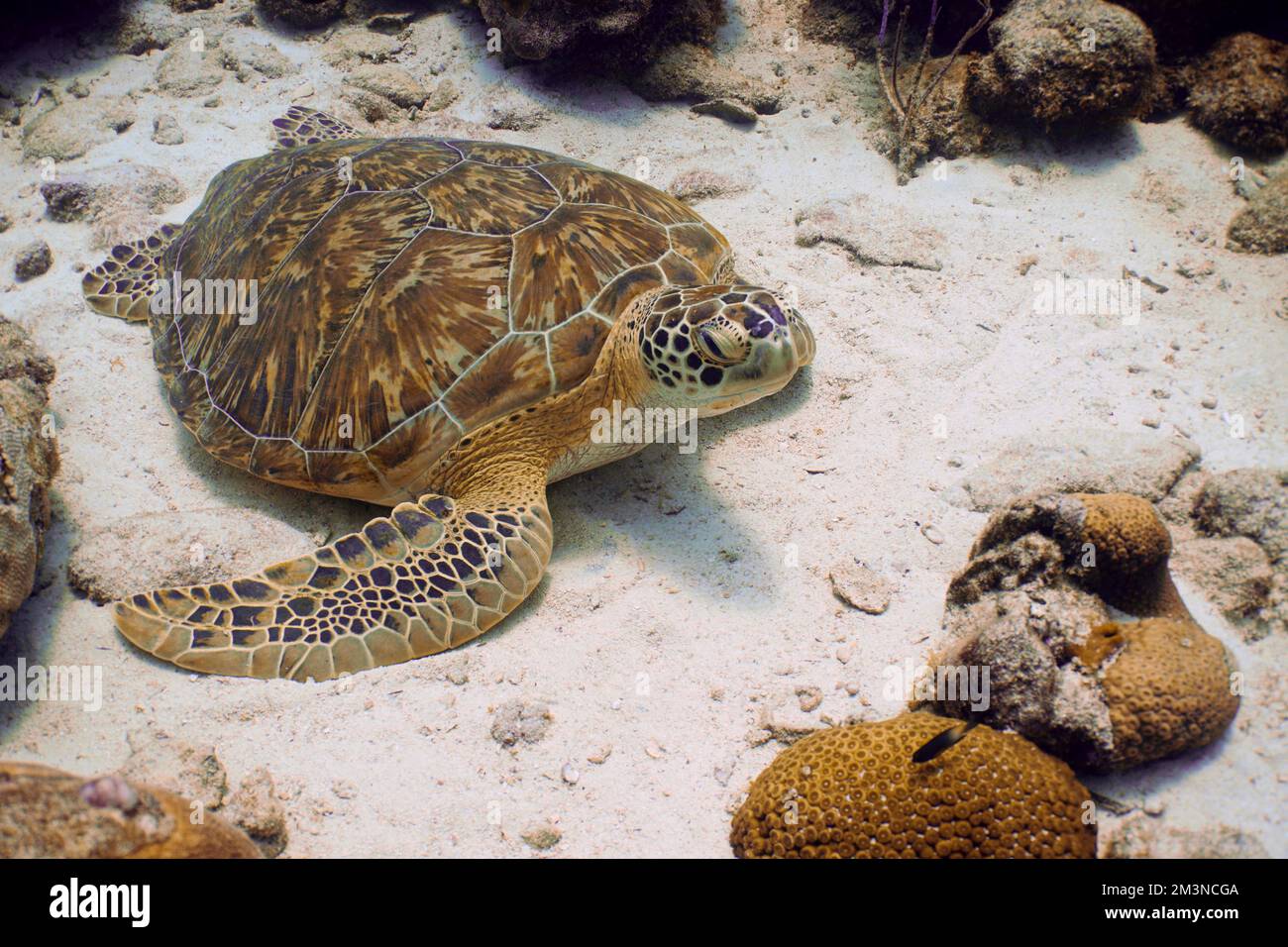 Belle tortue de mer verte natation dans la mer des Caraïbes. Eau bleue. Décontracté, Curaçao, Aruba, Bonaire, plongée sous-marine, Océan, sous-marin Banque D'Images