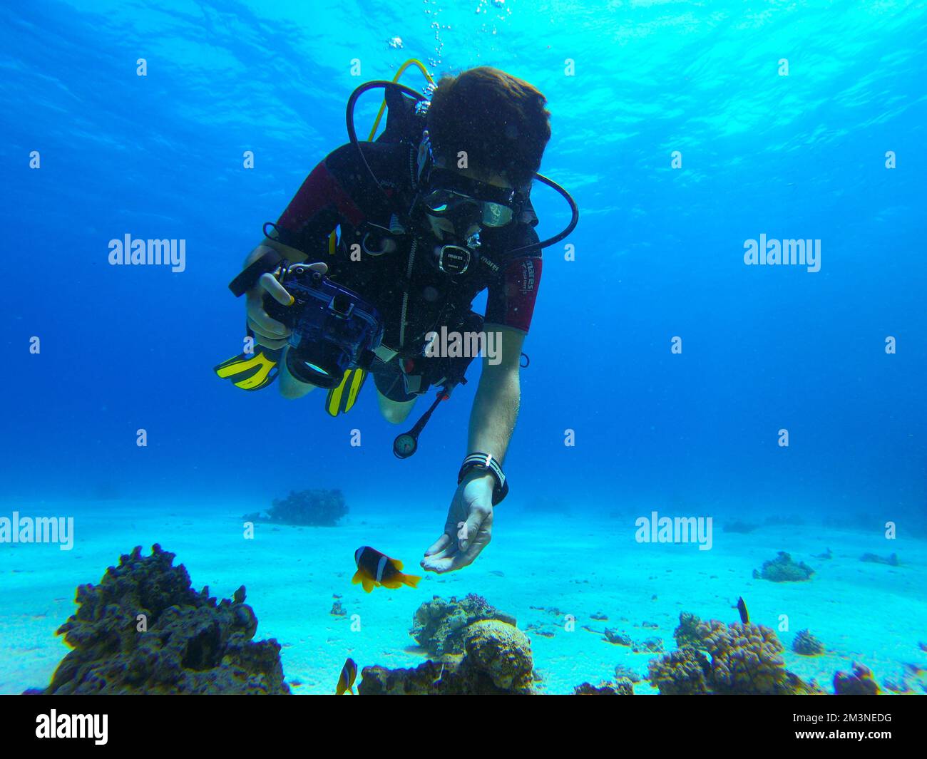 Magnifique poisson-clownfish Nemo de trouver Nemo dans l'anémone dans l'eau chaude tropicale de la mer Rouge à Hurghada, Egypte. Plongée sous-marine sous l'océan Banque D'Images