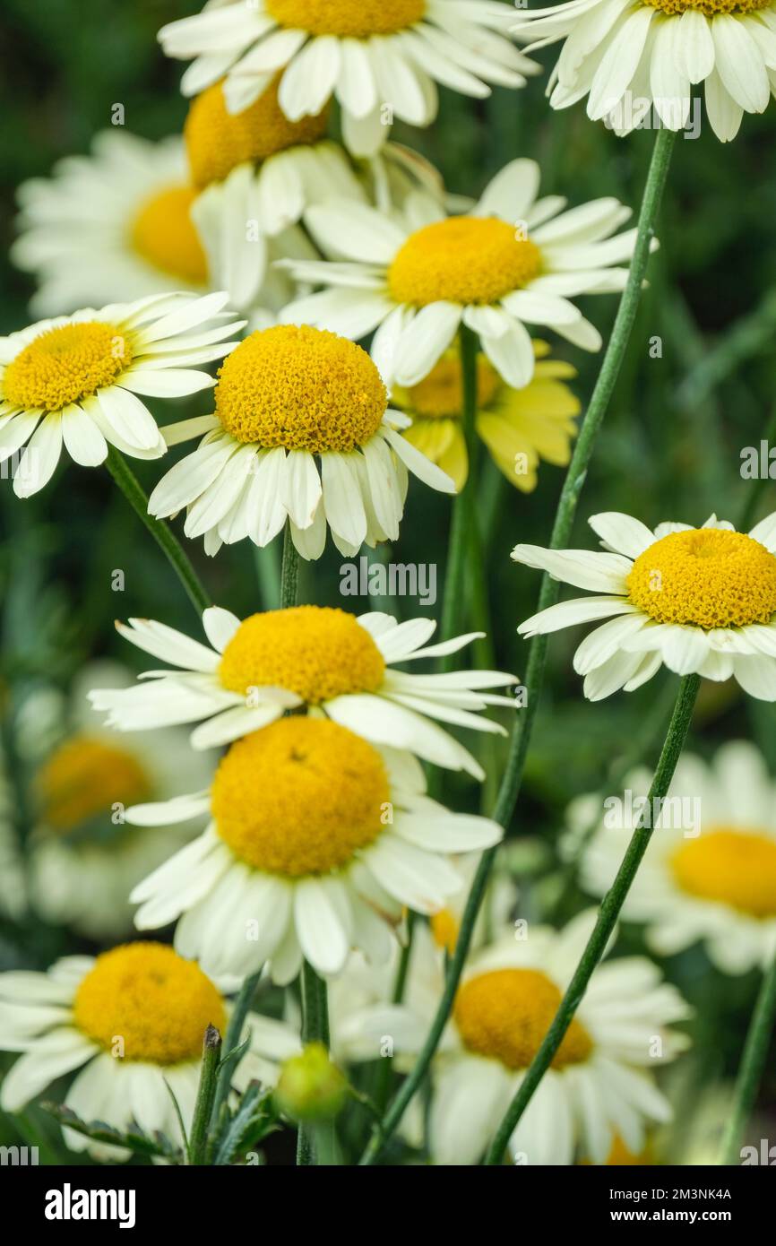 Anthemis tinctoria E.C. Buxton, Anthemis E C Buxton, Anthemis Mme E. C. Buxton, Anthemis tinctoria variété de Buxton, vivace, jaune citron solitaire Banque D'Images