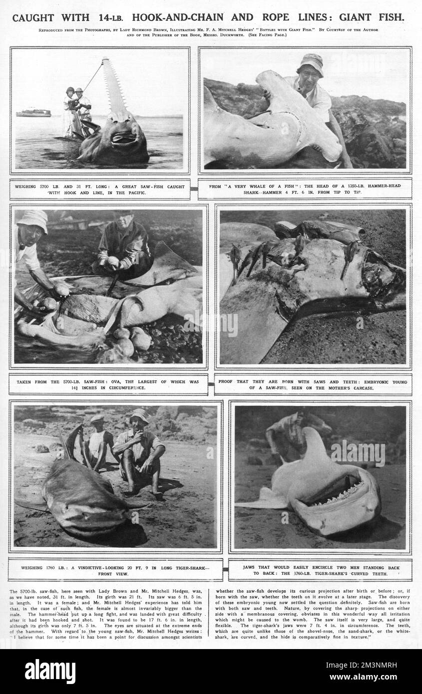 Mitchell Hedges et Giant Fish, 1923 Banque D'Images